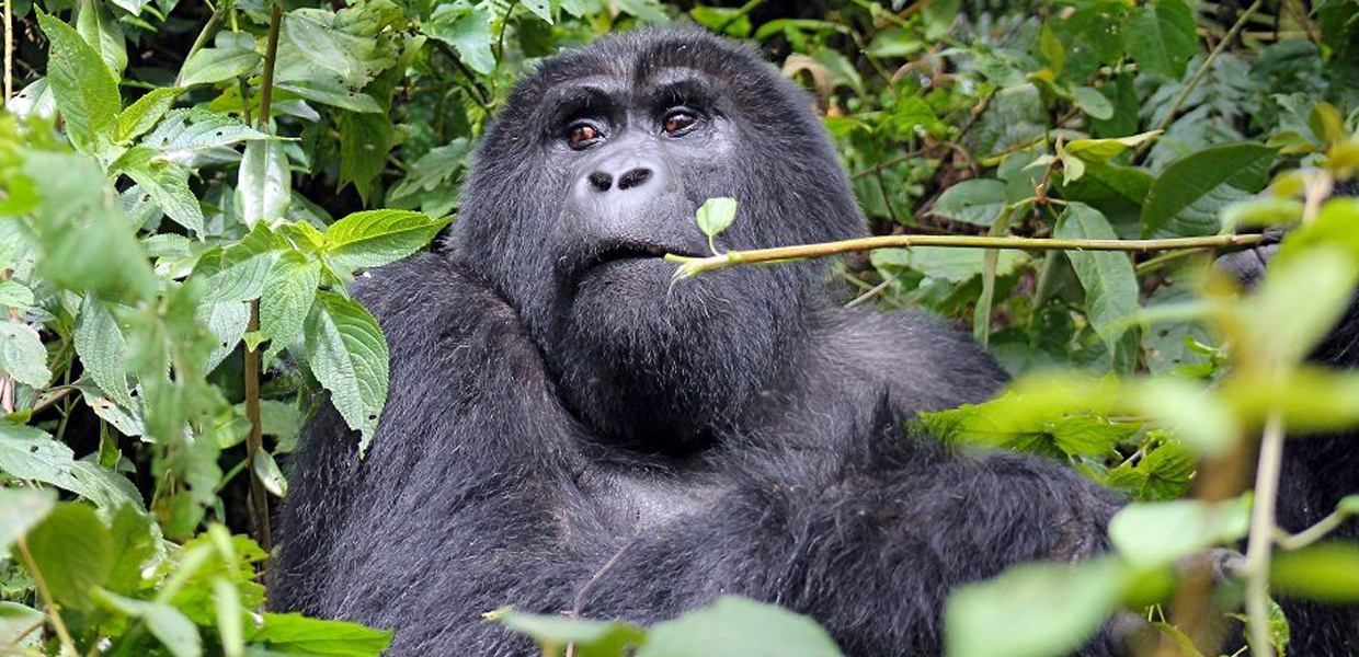 An adult female gorilla gazing at the guests