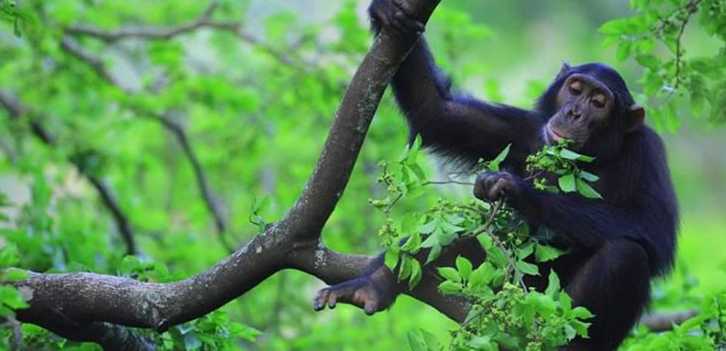 A lazing chimpanzee in Kibale Forest National Park