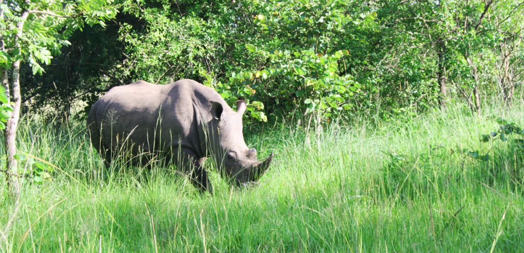 Rhino tracking