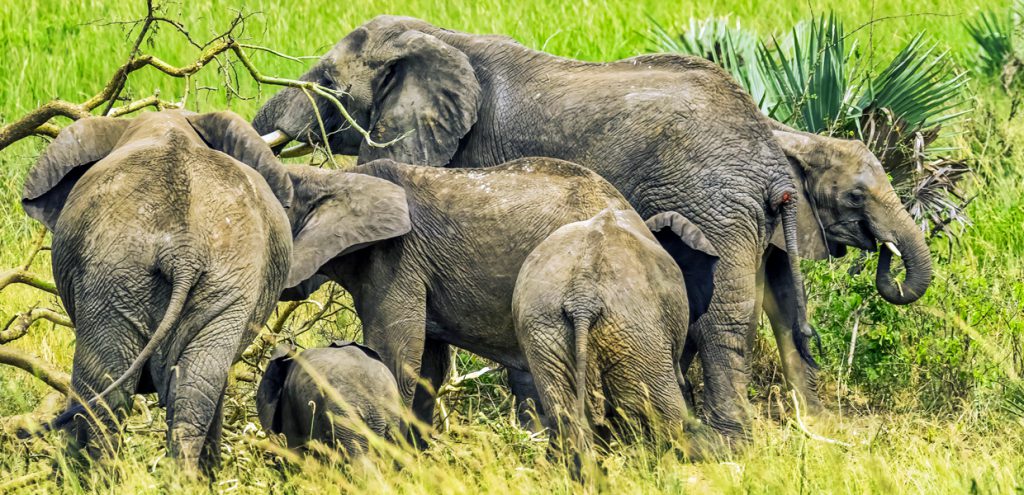 Giant savannah African elephants