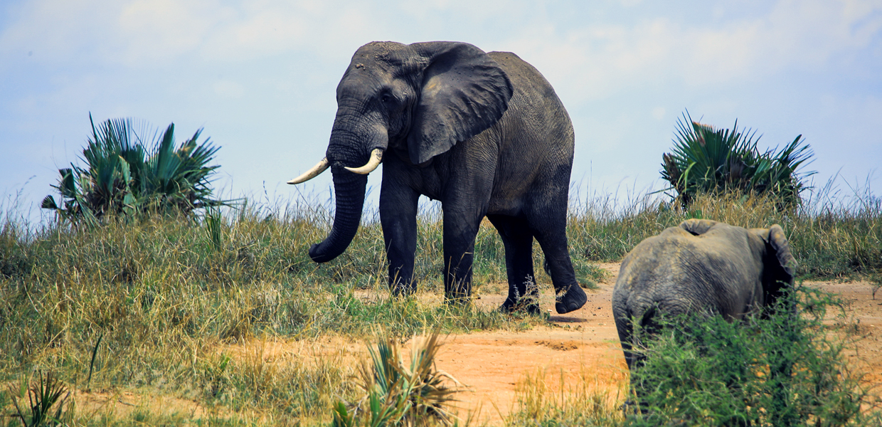 Akagera National Park