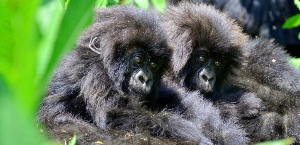 Twin baby gorillas in Volcanoes National Park, Rwanda