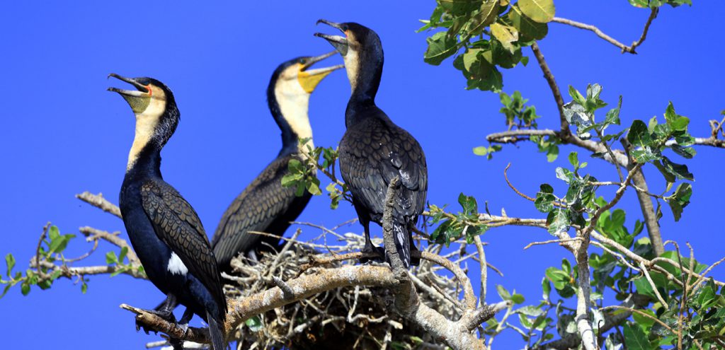 Cormorants