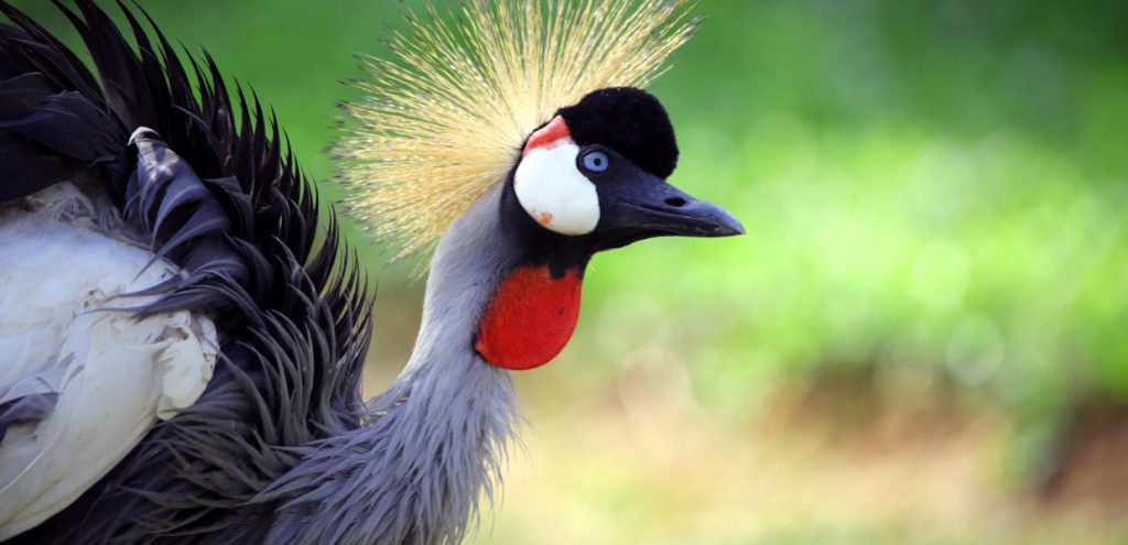 Grey-crowned crane