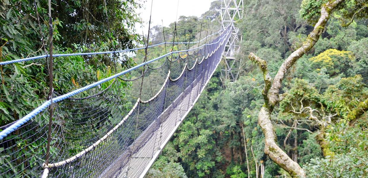 View of the Canopy in Nyungwe National Park, Rwanda