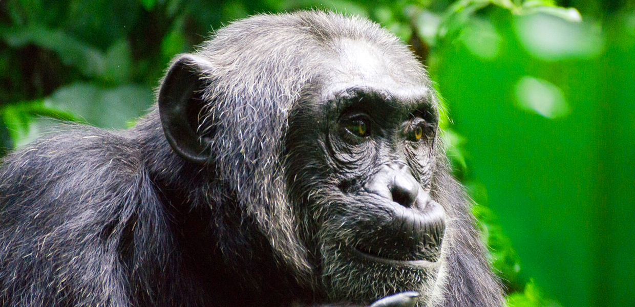 A closer look at an adult chimpanzee