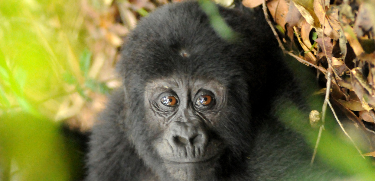 A closer look in the eyes of a baby gorilla