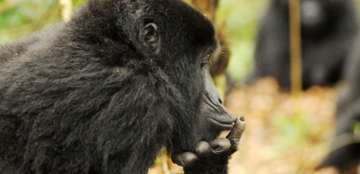 Bwindi Impenetrable National Park