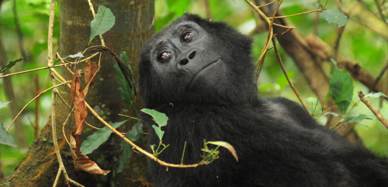 4 Days Bwindi Gorilla Safari