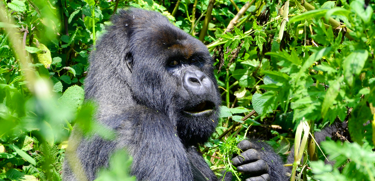 A closer look at a male mountain gorilla in Volcanoes National Park, Rwanda