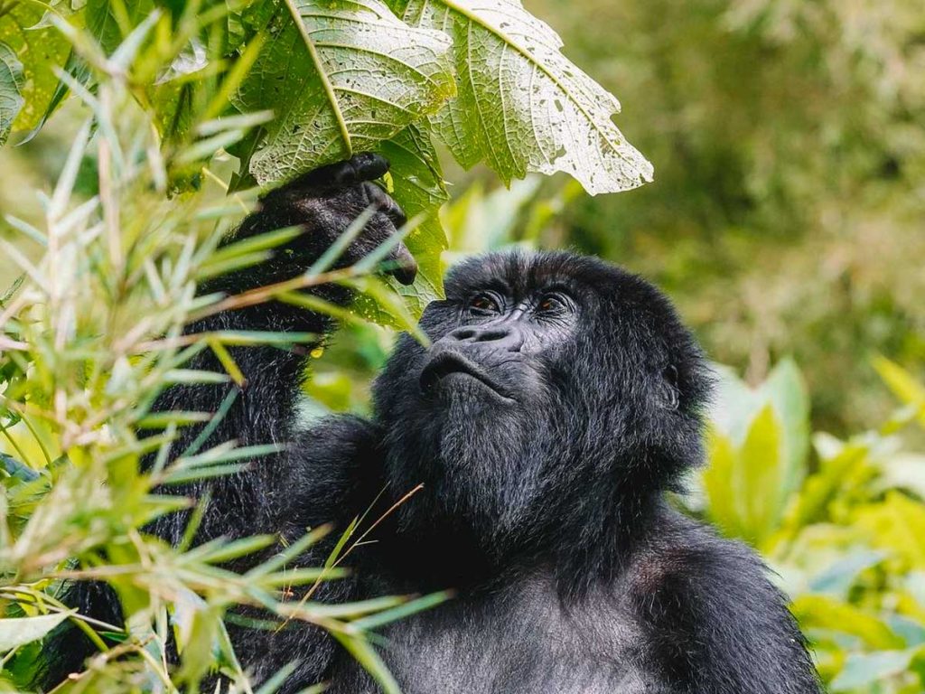 A closer encounter with an adult female mountain gorilla