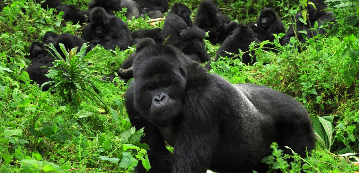 A gorilla family in Mgahinga Gorilla National Park, Uganda