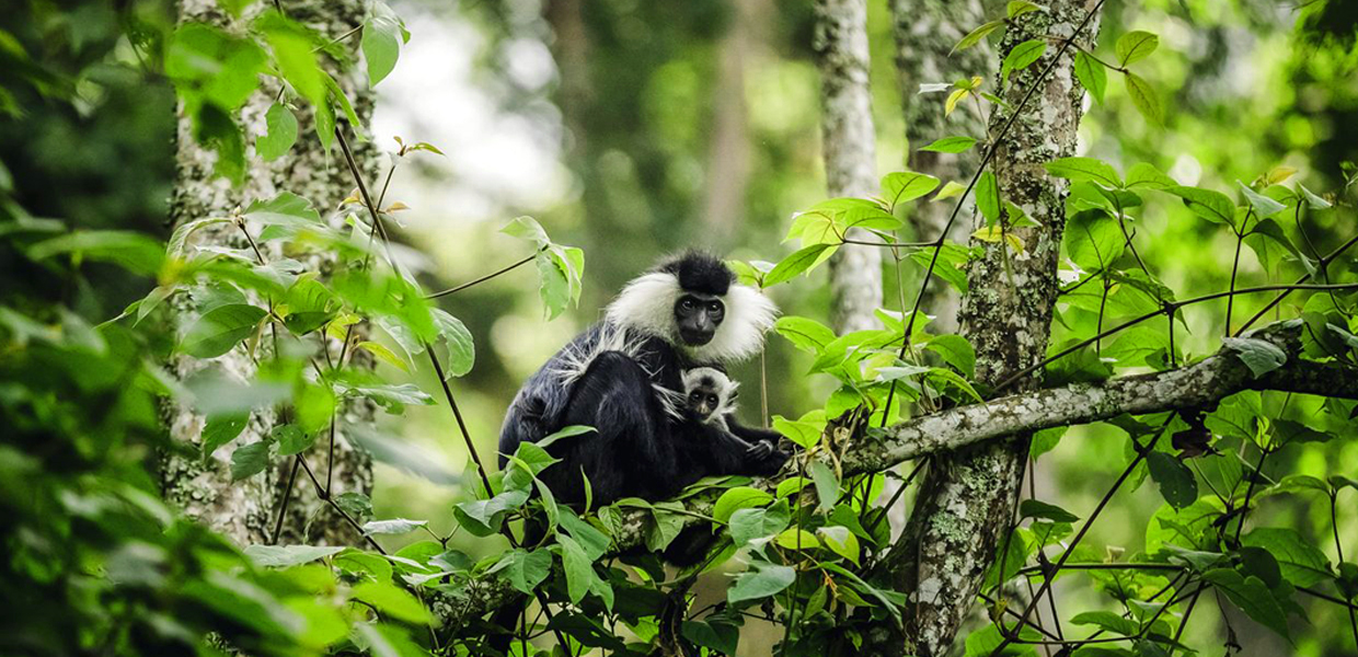 Gishwati-Mukura National Park