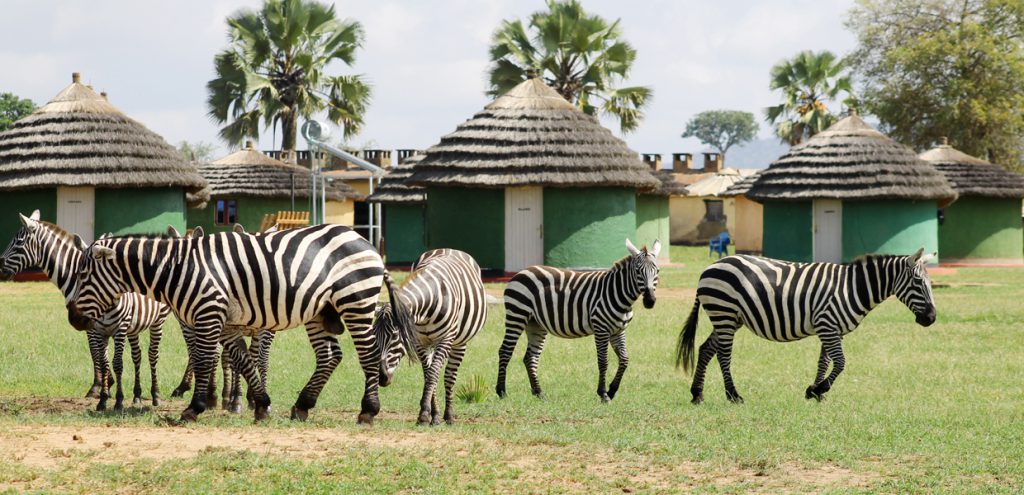 Zebras in Kidepo Valley National Park