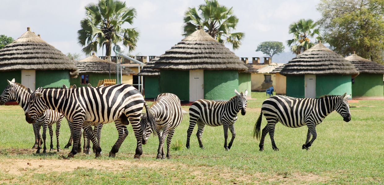 4 Days Kidepo Safari