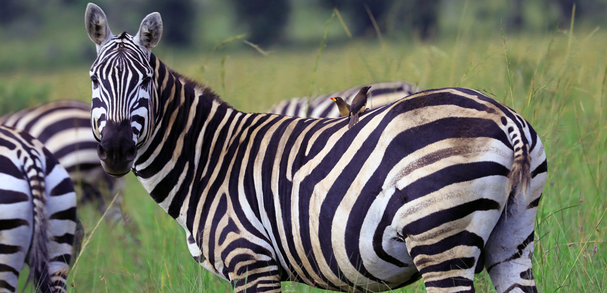 Lake Mburo National Park